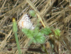 Euphilotes bernardino