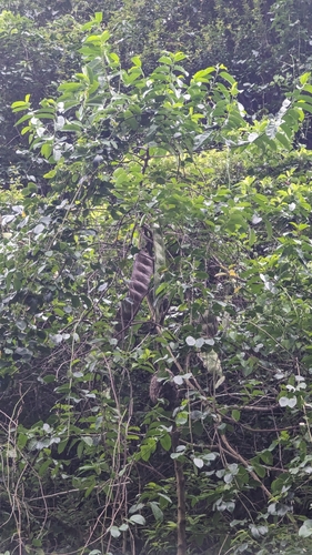 Entada tonkinensis, photograph 6