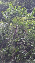 Entada tonkinensis, photograph Cheng-Te Hsu, CC BY, iNaturalist via GBIF