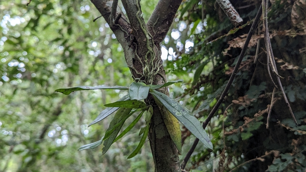 Gastrochilus somae