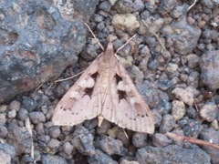 Mecyna asinalis