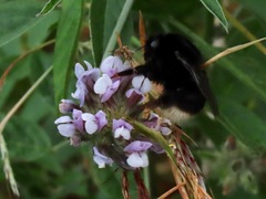 Bombus terrestris canariensis