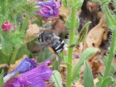 Anthophora alluaudi