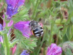 Anthophora alluaudi