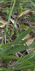 Carex granularis