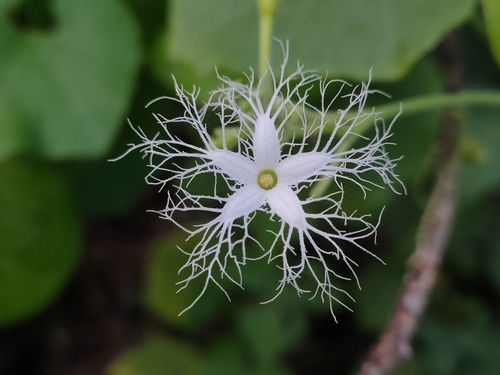 Foto de Trichosanthes dioica