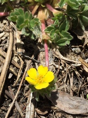Potentilla wheeleri