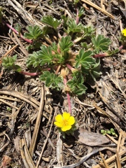 Potentilla wheeleri