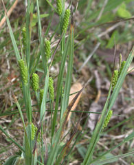 Carex granularis
