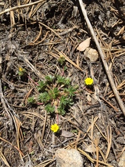 Potentilla wheeleri