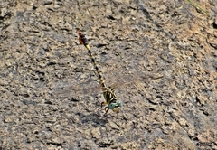Paragomphus lineatus