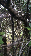 Poodytes punctatus vealeae