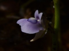 Utricularia uliginosa