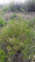 Lythrum maritimum