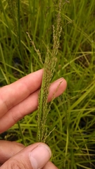 Glyceria striata striata