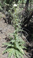 Cirsium cymosum