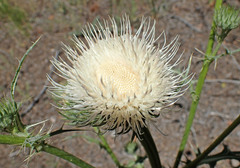 Cirsium cymosum