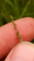 Glyceria striata striata