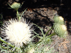 Cirsium cymosum