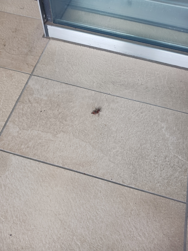 Insects in July 2024 by cukey · iNaturalist