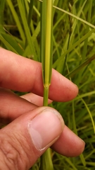 Glyceria striata striata