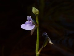 Utricularia uliginosa
