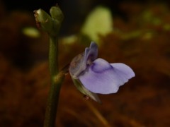 Utricularia uliginosa