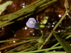 Utricularia uliginosa