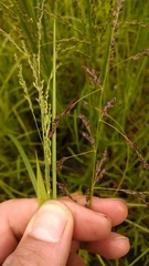 Glyceria striata striata