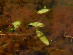 Utricularia uliginosa