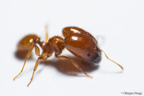 Pheidole spadoniaPheidole spadonia
