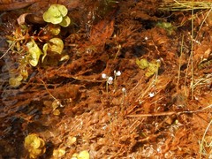 Utricularia uliginosa