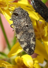 Acmaeodera idahoensis