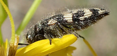 Acmaeodera idahoensis