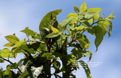 Ehretia latifolia