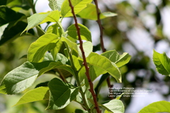 Ehretia latifolia