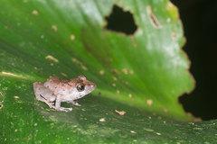 Pristimantis luscombei