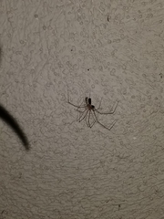 Pholcus phalangioides