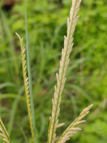 Eragrostiella brachyphylla