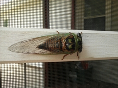 Megatibicen pronotalis