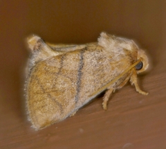 Apoda y-inversa