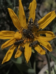 Acmaeodera diffusa