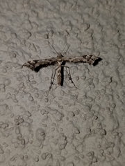 Amblyptilia pica