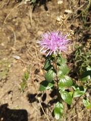 Monardella sheltonii