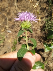 Monardella sheltonii