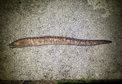 Brown Moray-Eel photo 2