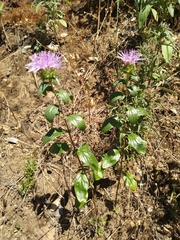 Monardella sheltonii