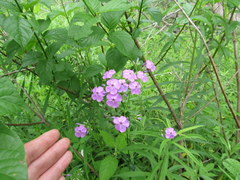 Phlox glaberrima interior