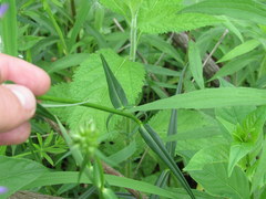 Phlox glaberrima interior
