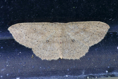 Cyclophora myrtaria
